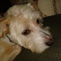 Longtalllucy🇺🇸 (@longtalllucy567) 's Twitter Profile