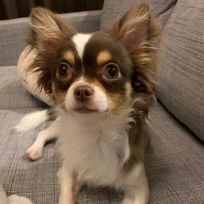 すん 拡散希望 10 22 午後 30頃より 神奈川県横須賀市平作で犬を捜索しています 犬種 ロングコートチワワ 色 チョコタン 名前 まろ 性別 オス 去勢 未 特徴 頭の白い部分がハートっぽくなってる 性格 臆病 甘えん坊 ご協力お願いします