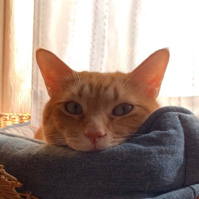 茶トラを二匹飼ってます。びっくりするくらいかわいいです。 チェッカーズリアルタイムファンでした。今も尚ちゃん激推しです。最近兄弟の絡みに悶えてます。 フミヤさん40周年ツアーに激参する予定です🎵何卒よろしくお願いします。昔、推しと同じ！と二輪免許取得したことある、筋金入りのオタクです。