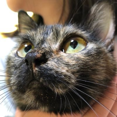 さび猫ステラ（ぼじ山ぼじ子）さんのプロフィール画像