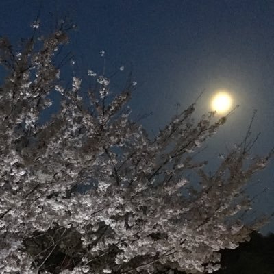 桜と月夜のコラボ。上の方の枝は、まだ蕾。「たま」熱が再発して以来(特にGさん❤️)、行ける時限定ですがちょいちょいライブに出没しています。ZABADAK(上野洋子さん含む)や、この方々周辺の動向も気になり出している今日この頃です😃 介護業界勤務😃タイヘンだけどオモシロイ日々😊