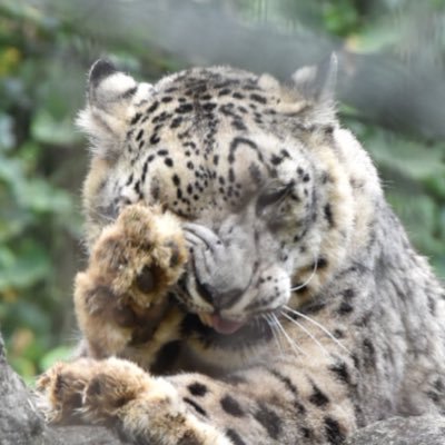 yoomija66's profile picture. 大型百獣最速猫好き☆ユキヒョウ、トラ & Lioness ☆タンタンさん🌈ココアちゃんバユさんミルチャちゃんスピカさん🌈ユッコちゃんユーリちゃんサーシャちゃんアイナちゃんマヤちゃんホウちゃんウラヌス☆御長寿様達🦦🐘🐼🐻猫さんと同居 we are T!