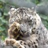 yoomija66's profile picture. 大型百獣最速猫好き☆ユキヒョウ、トラ & Lioness ☆タンタンさん🌈ココアちゃんバユさんミルチャちゃんスピカさん🌈ユッコちゃんユーリちゃんサーシャちゃんアイナちゃんマヤちゃんホウちゃんウラヌス☆御長寿様達🦦🐘🐼🐻猫さんと同居 we are T!