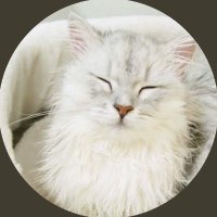 富茶fuchaねこ🫖 (@wealteanecopen) 's Twitter Profile