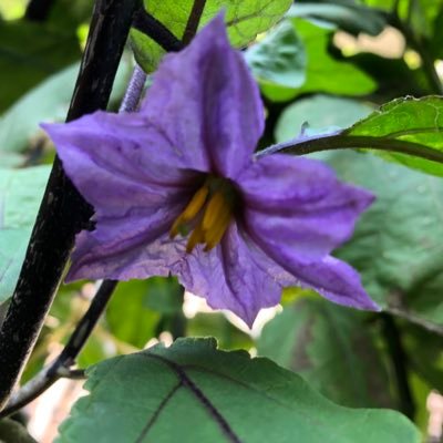 茄子の花 Lascidmbayh6jvj Twitter 茄子の花 Lascidmbayh6jvj Twitter