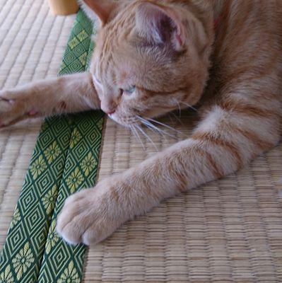 猫のなまえはのえる。北海道興部町出身、那覇暮し。