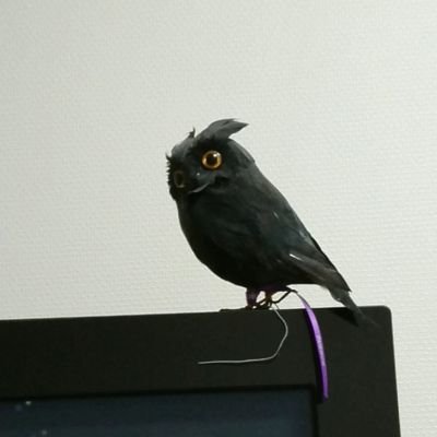 gogoyoshihirog1's profile picture. let it beer