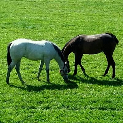 道産子40代ｻﾗﾘｰﾏﾝ●株💹&競馬🐴＆ウイスキー🥃●テーマ投資●三桁バリューグロース探し●株のスタートはPSS平均700円→3000円通過→2100円から売り下がり需給知る●アウトバックBT5