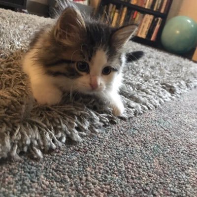 pisuke38146302's profile picture. 