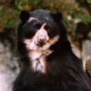 abel saenz - @savebearsnow - Twitter