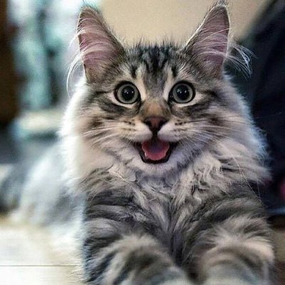 The Twinkle Cat😺 page dedicated to cat lover people who want to spend cool times and laugh 
at Cat? if you love cat get the gift from our website