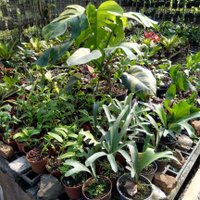 Zikita Nursery (@zikitanursery) 's Twitter Profile