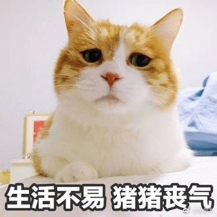 jiazhen53076634's profile picture. 立志当猫奴

junior frontend dev