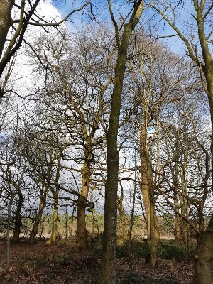 Syndicate caring for St Peter's Wood at Ringland Norfolk national stronghold of Barbastelle bat under threat fr Western Link Road. @RinglandWoods@mastodonapp.uk