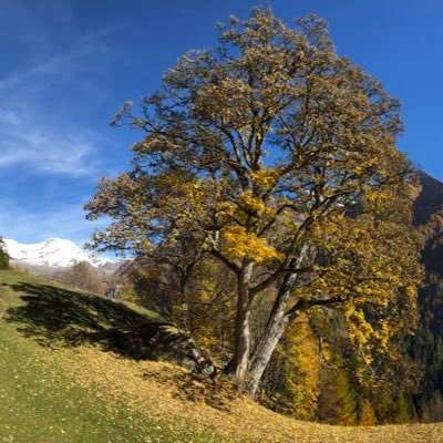 Chi ha imparato ad ascoltare gli alberi non vuole più essere un albero. Vuole essere solo ciò che è. Questa è casa. Questa è felicità. H. Hesse