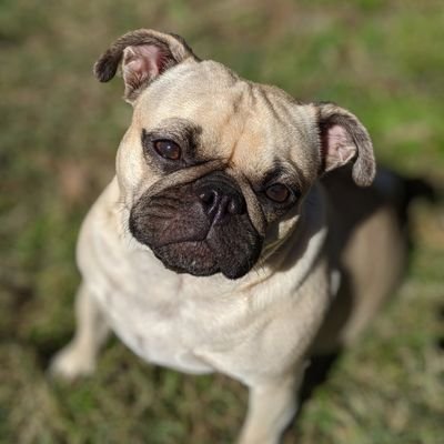 ShellyBrent's profile picture. Small town pug with a bunch of thoughts about alot of stuff