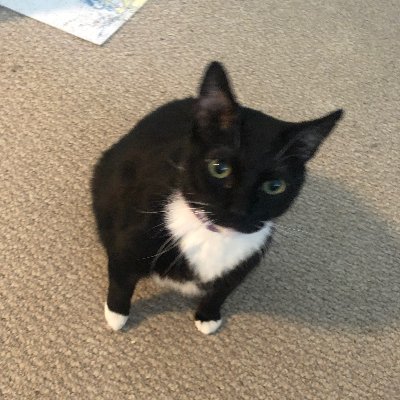 kitkat195174524 Profile Picture