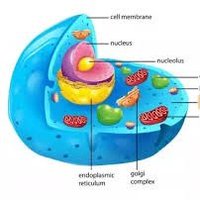 Cytoplasm (@trinity70358848) 's Twitter Profile