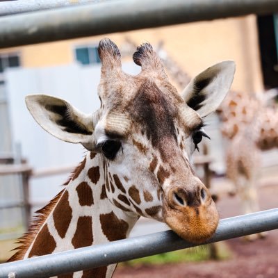 多摩のキリンさん 18 3 28の多摩動物公園から 去年のクリスマス生まれのジュア君 お顔の茶色い部分と白い部分がはっきりしているのが特徴 普段はお母さんのユリアとは違うところにいることが多いかなぁ 4枚目はお母さんのユリア 多摩動物公園