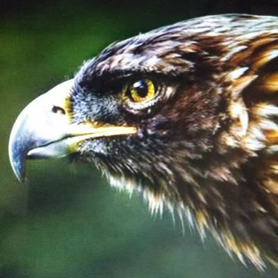 KsVpyPCTvMHTRqn's profile picture. よろしくお願いします。