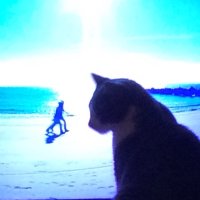πΏπΆπππΆπ«π§ (@laurap560601) 's Twitter Profile