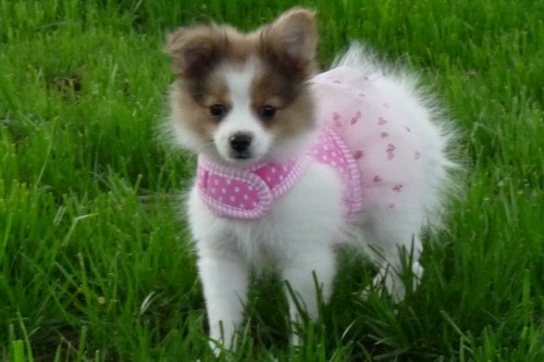 We are working on a website that is mainly to be a place where everyone can go to see what is happening in their area of the US for their pets.All kinds of pets