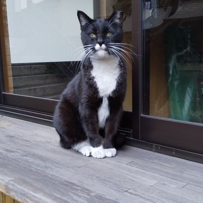 大阪府民 元青梅っ子 少し仙台人
通訳案内士試験は二次三回撃沈😿
令和七年の試験に全精力をつぎ込みます😎
猫さんは洛中生まれ
岐阜稲葉山城から長良川温泉の風景
食料については関心があります 食料の安全保証 飢餓は勿論、食材には関心を持ち、生命維持したい
日本をこれ以上売り渡したくない❤️