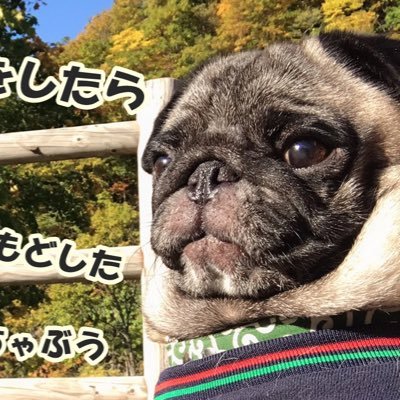 DI5Fuldi0BpRU1s's profile picture. うちのパグが可愛すぎるので、みんなに自慢したい親バカです。すいません🙇‍♂️ 一応YouTubeもやってますが、登録者35人でほぼ親戚や身内です（笑）