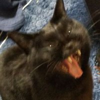 黒猫AI(@AI__blackcat) 's Twitter Profile Photo