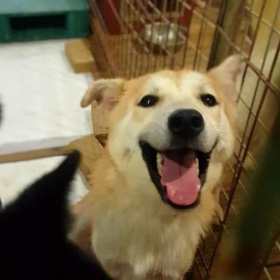 임시보호 쉬는중さんのプロフィール画像