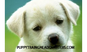 TrainingYourPup's profile picture. Tips, Tricks and Advice on Training your Puppy The Right Way.