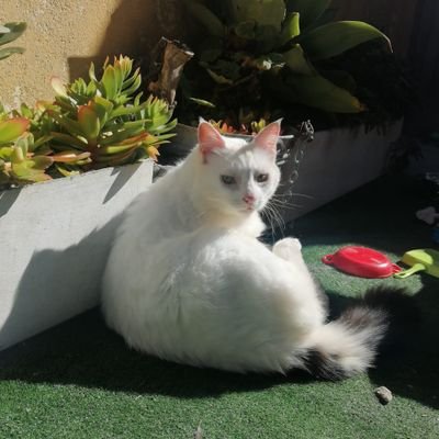 Munifa03290288's profile picture. 