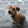 lapaketonga's profile picture. cierro la grieta cuando devuelvan lo robado!!