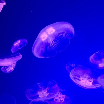 _25suki's profile picture. スカトロ系アカウントを追っかけるアカウント 20↑♀基本はオカズ探しといいうんこが出た報告しかしません。投稿は大きい方メインなので苦手な方はブロックしといてください。