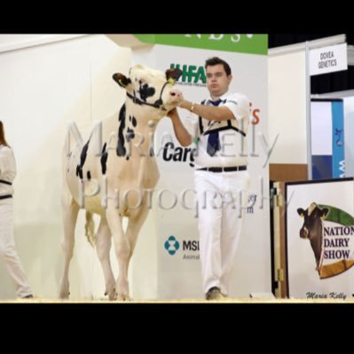 Taken 💏@ciara87557414 Dairy Farm. High Yielding Pure Breed Reg Holsteins and Jerseys..Showing is done...All year round calving...All comments are my own