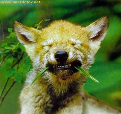 Charezard's profile picture. 