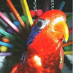 bikibird's profile picture. 