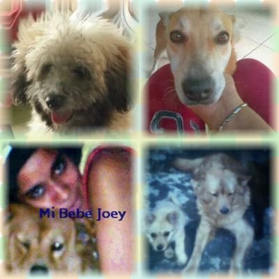 joey30or's profile picture. Oly Gestión & Calidad🔖📝🗃️. Inspección y Supervisión de obras civiles 👷.  Amante de los animales 🐕🐈. Con Dios todo, sin él nada. San Onofre. 🙏👏✨