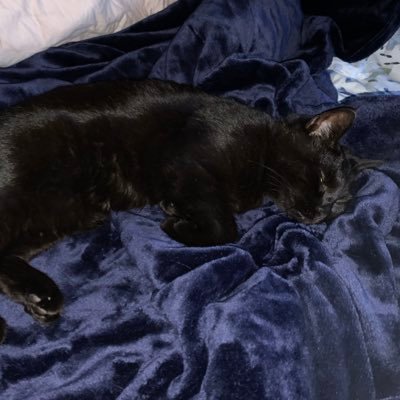 HarriTheFake's profile picture. not ok in the head