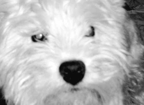 RobEjr's profile picture. Former 60's Radical Mellowed But Getting Angry Liberal  married 40 yrs Owned by 3 Westies #Yankees #Steelers #ImWithHer blocked by @JoeNBC