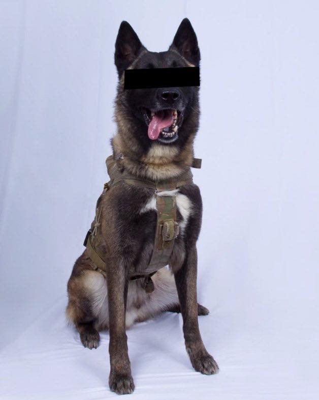 DASRdoggo's profile picture. Quiet Paw-fessional. 4 Year SOF veteran. Soon on @goarmysof duty.