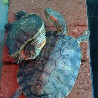 Catherine So (@wingcheeso) 's Twitter Profile