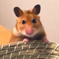 たかはしゆっきー💭風龍 (@suzunow1) 's Twitter Profile Photo たかはしゆっきー💭風龍 (@suzunow1) 's Twitter Profile Photo