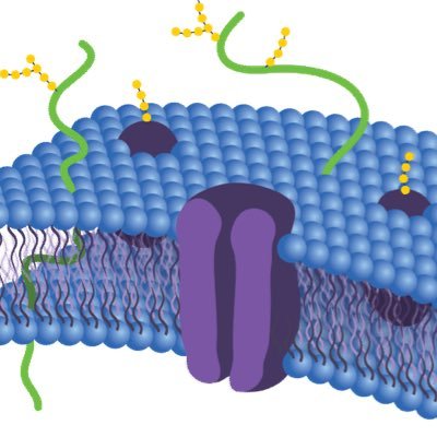 itsplasmamEmE's profile picture. Without the wall, we would be nothing at al!! #PlasmaMembrane #NambaWan