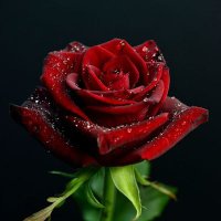 Techrose1 (@techrose11) 's Twitter Profile