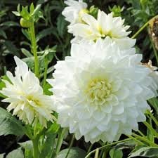 phytotherapie,heilpflanzen,gesundheit,, arzneimittel,kräuter,hautpflege,kräutermedizin,,heilpflanze ,arzneimittel,naturmedizin,