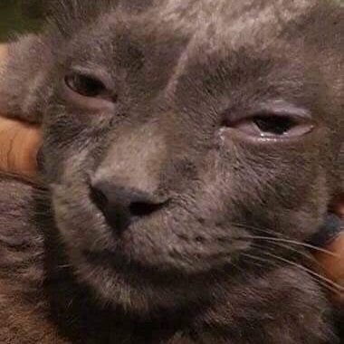 Bumsbert2's profile picture. Gorgonzola