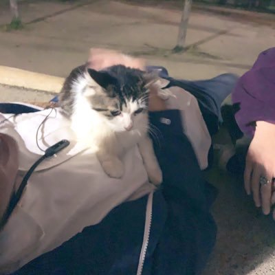 agoagoago252's profile picture. ドラゴン 文 日本史 けーおん 渉外