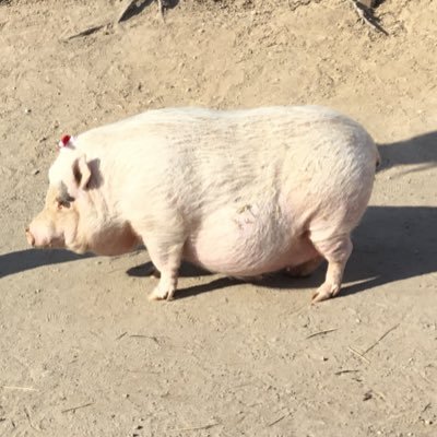 いもけんぴこなつさんのプロフィール画像