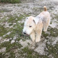 emma_lakelandterrier(@emmalakelandte1) 's Twitter Profileg